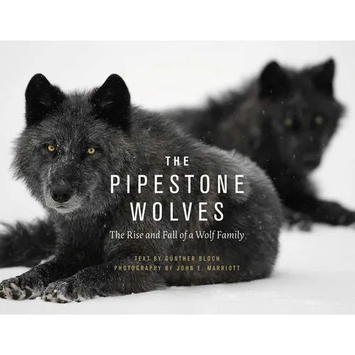 The Pipestone Wolves: The Rise and Fall of a Wolf Family - Paperback