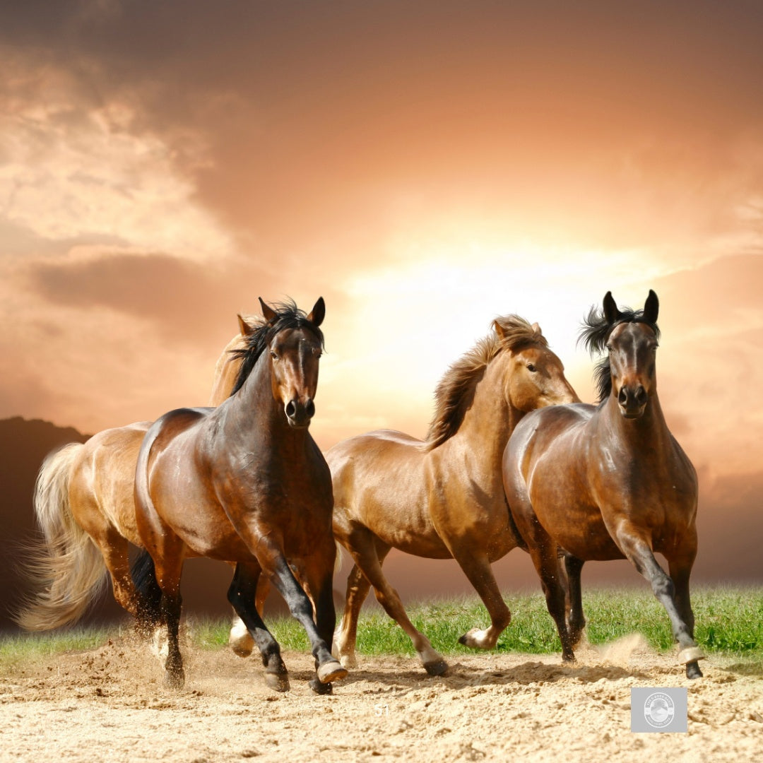 Hearts in the Saddle