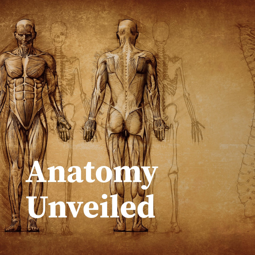 Anatomy Unveiled