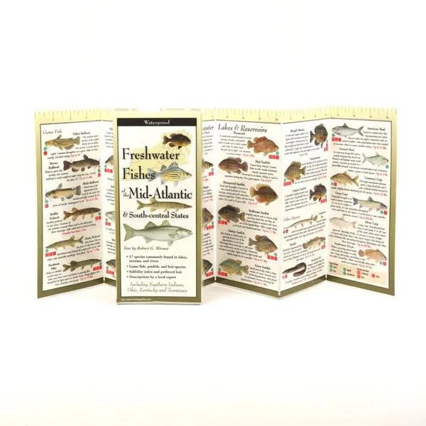 Freshwater Fishes of Mid-Atlantic