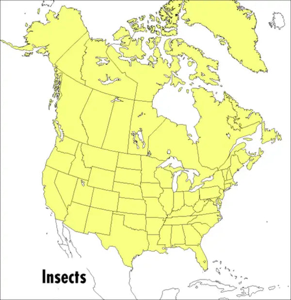 A Peterson Field Guide to Insects: America North of Mexico - Paperback