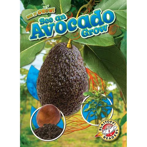 See an Avocado Grow - Library Binding