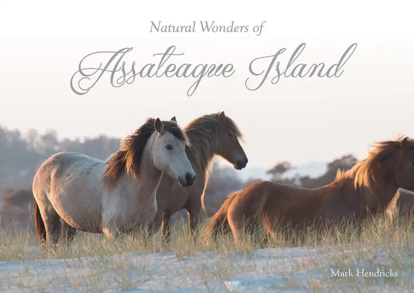 Natural Wonders of Assateague Island - Hardcover