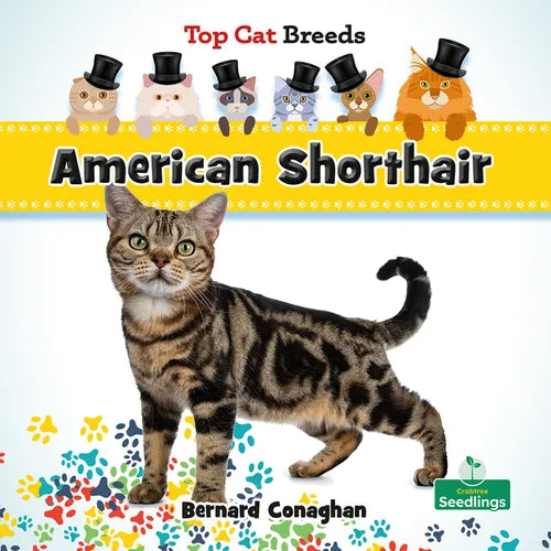 American Shorthair - Hardcover
