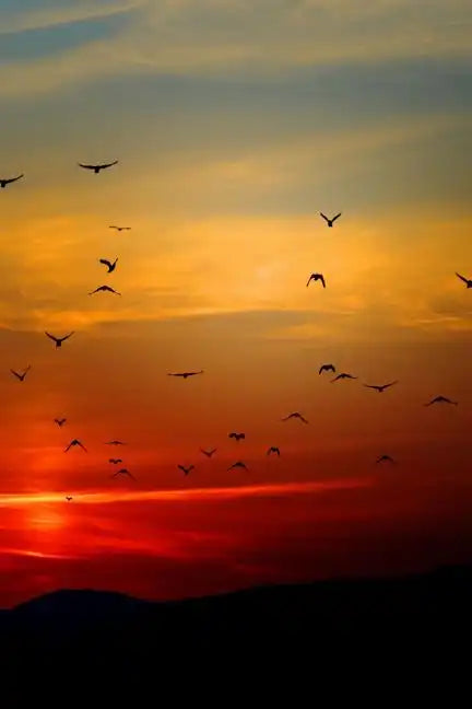 Sunset Flight: Beautiful - Paperback