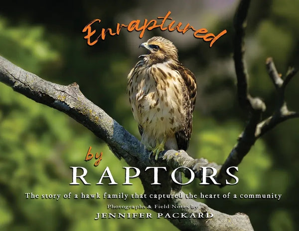 Enraptured by Raptors: The story of a hawk family that captured the heart of a community - Paperback
