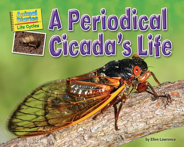 A Periodical Cicada's Life - Paperback