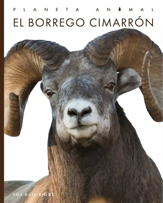 El Borrego Cimarrón - Paperback