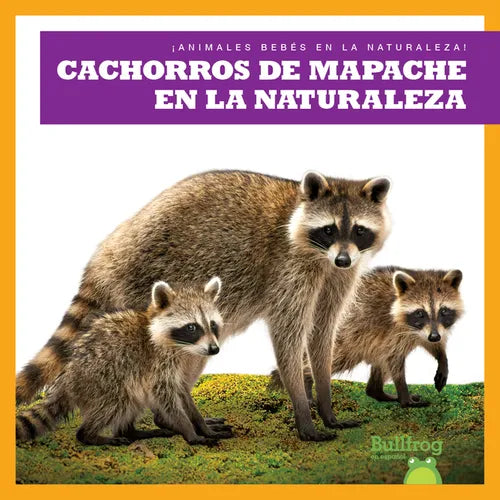Cachorros de Mapache En La Naturaleza (Raccoon Cubs in the Wild) - Paperback